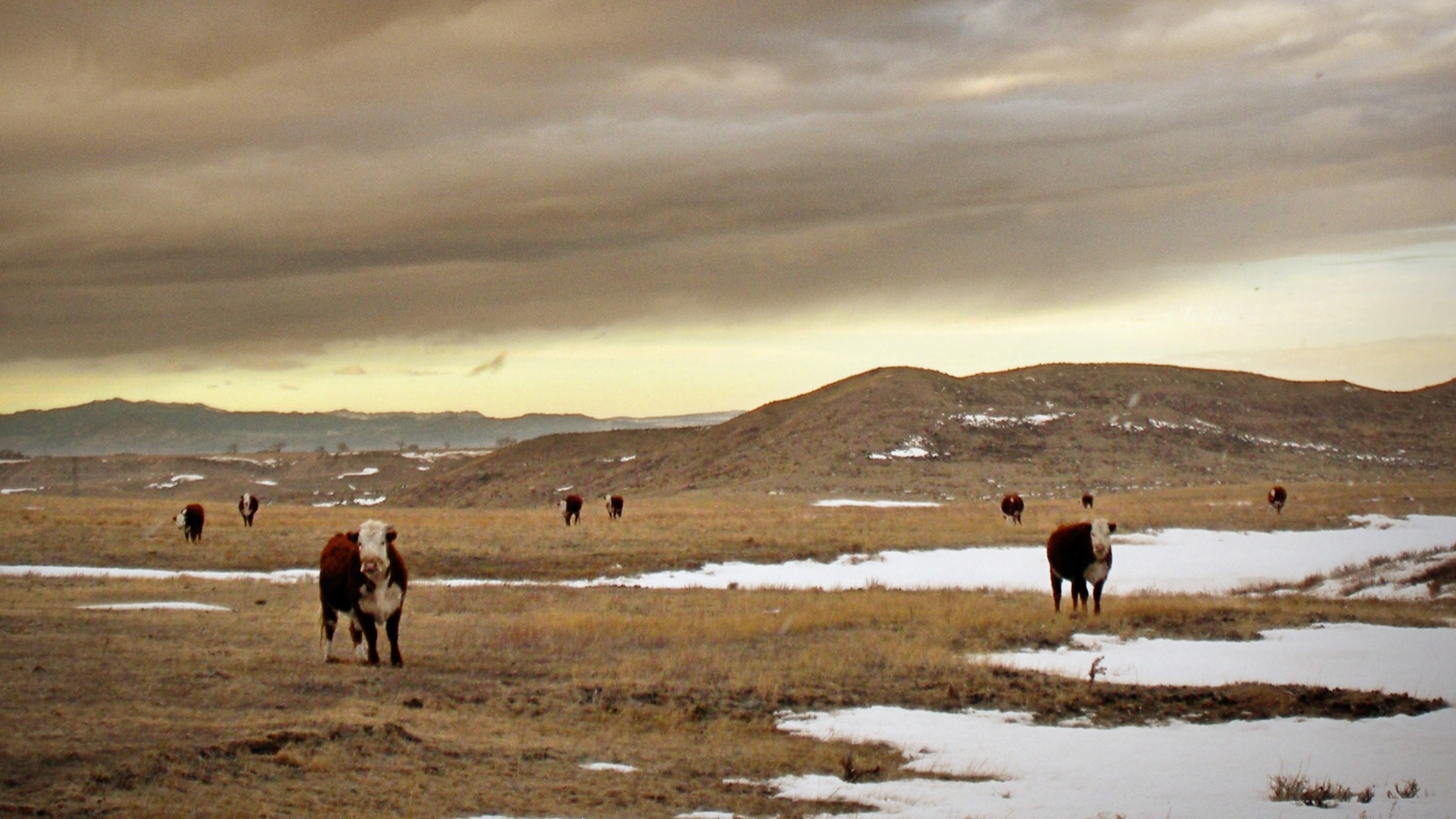 Wyoming Ranching Family, the Graves family