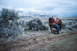 Cowboy in field tending to horse